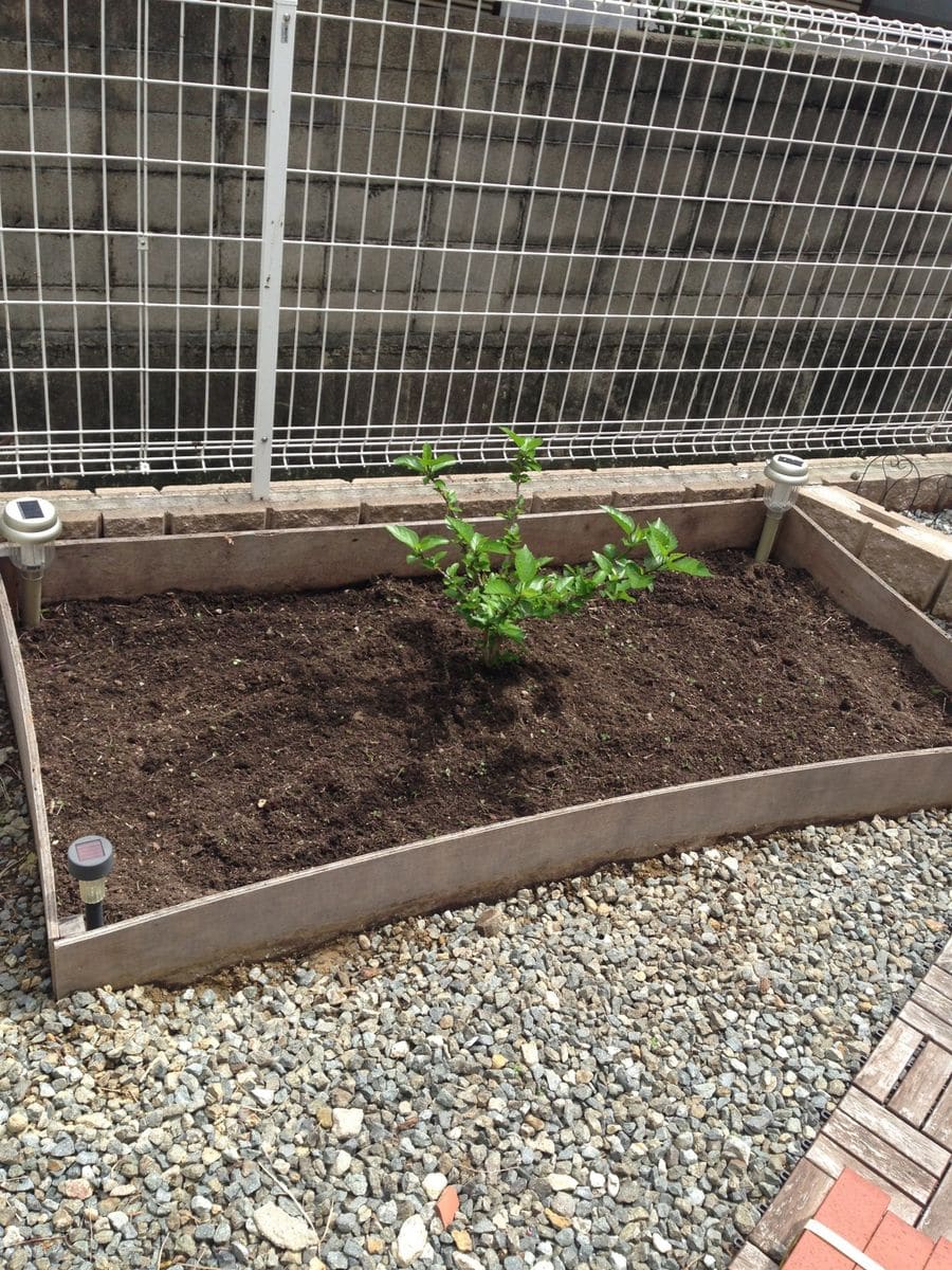 初めての地植え～ハイビスカス～ 地植えしたころ