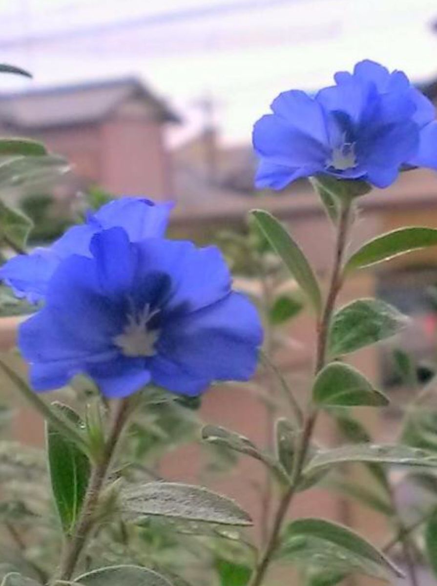 アメリカンブルーを挿し芽から育てよう！