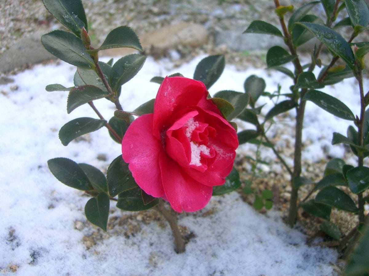 サザンカ　普通の赤花 咲きました！