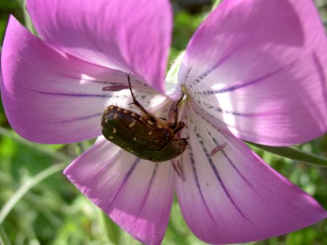 丈夫で可愛い花が咲きます。 虫達も好きみたいです。