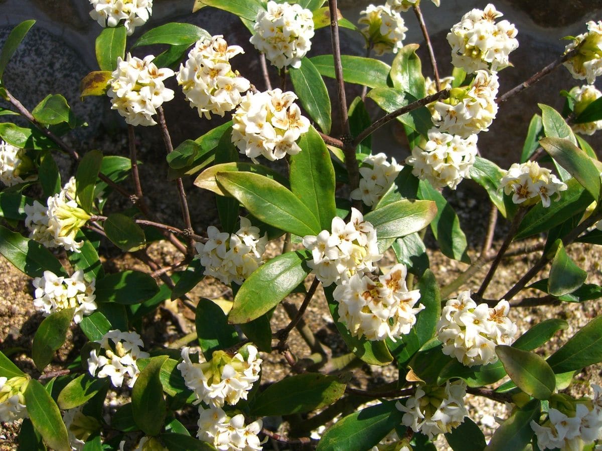 香る♪　白花ジンチョウゲ