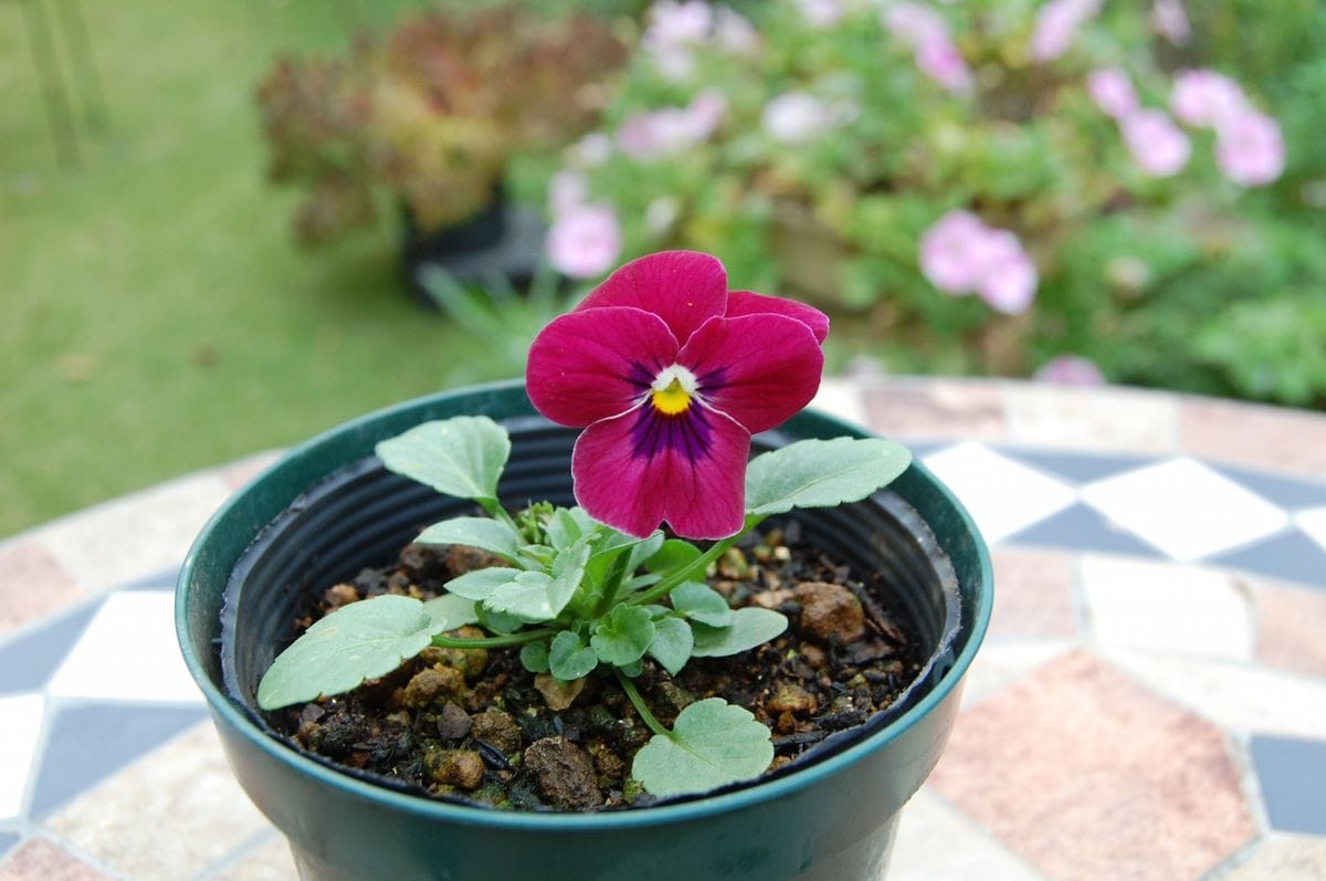 チェリー、かわいい色咲くかな～♪ 初花です！