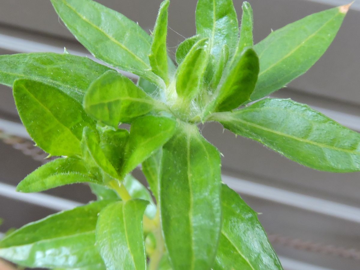 鉢栽培 蕾らしき物見えています