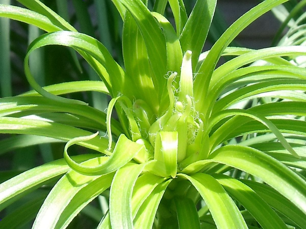 食用ユリ根の花を咲かせて楽しむ 2015.5.3 早くも蕾が見えました～