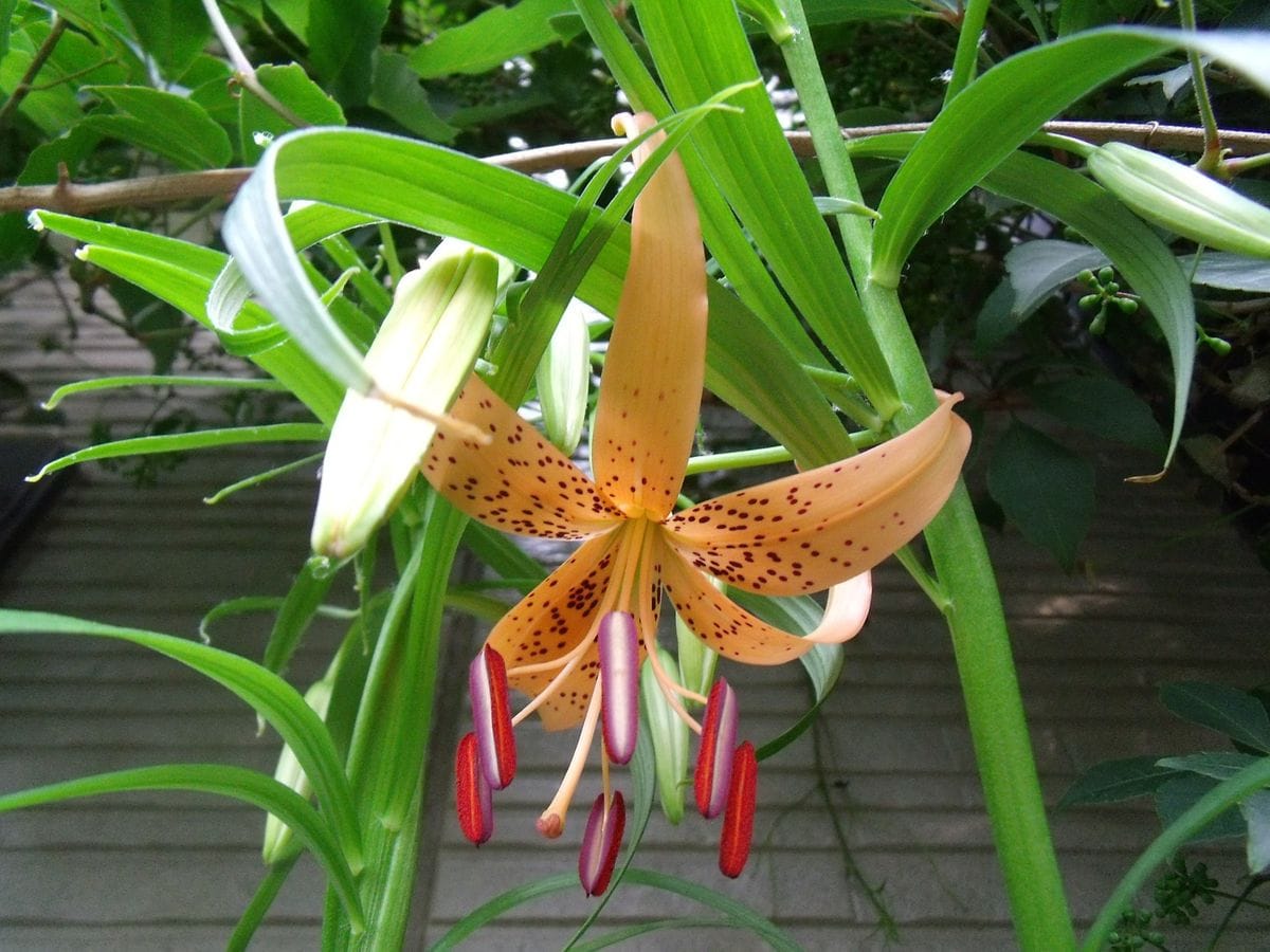 食用ユリ根の花を咲かせて楽しむ 2015.5.31１個だけど早くも咲いた