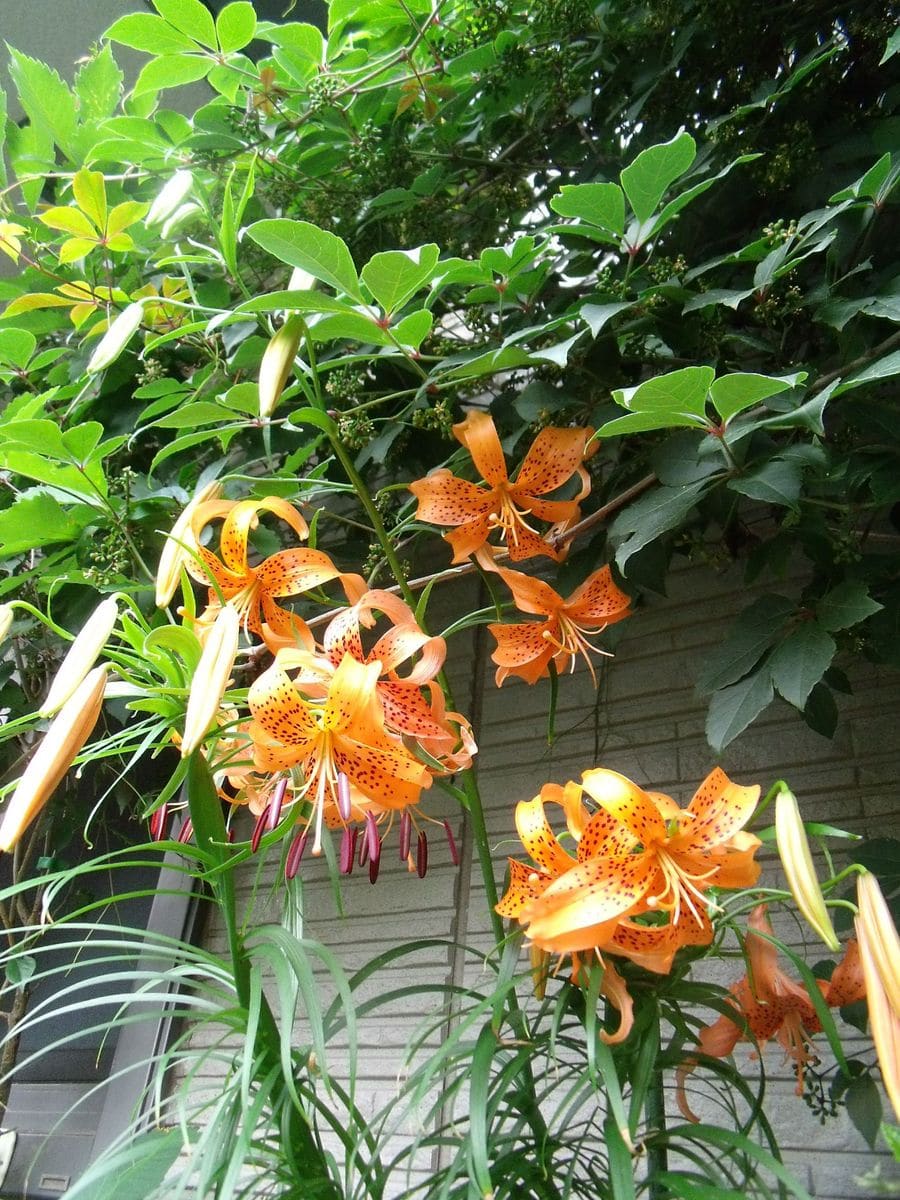 食用ユリ根の花を咲かせて楽しむ