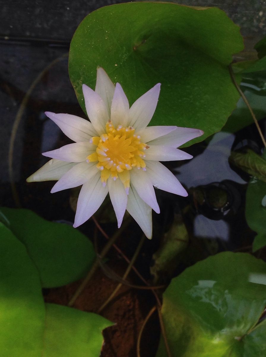 ムカゴから育てる白い妖精 見事に花が咲きました♪( ´▽｀)