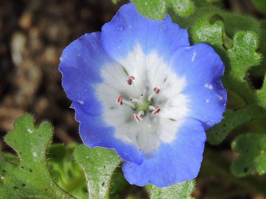 ネモフィラ試しました 初めての花