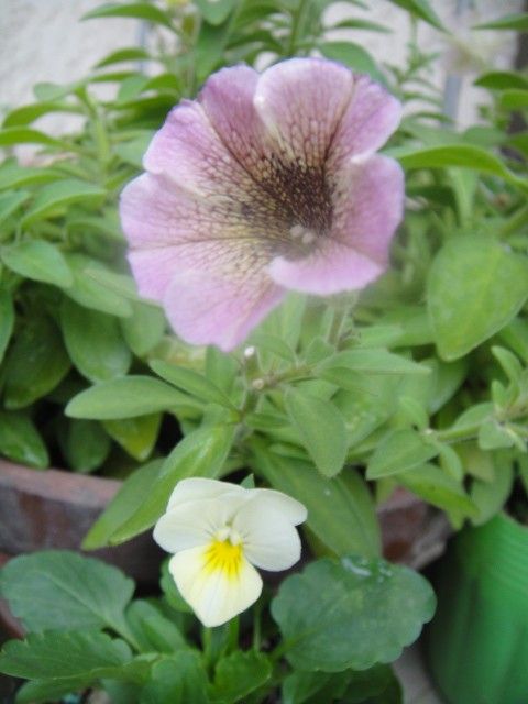 今年もクリーム色のビオラちゃん 初花～