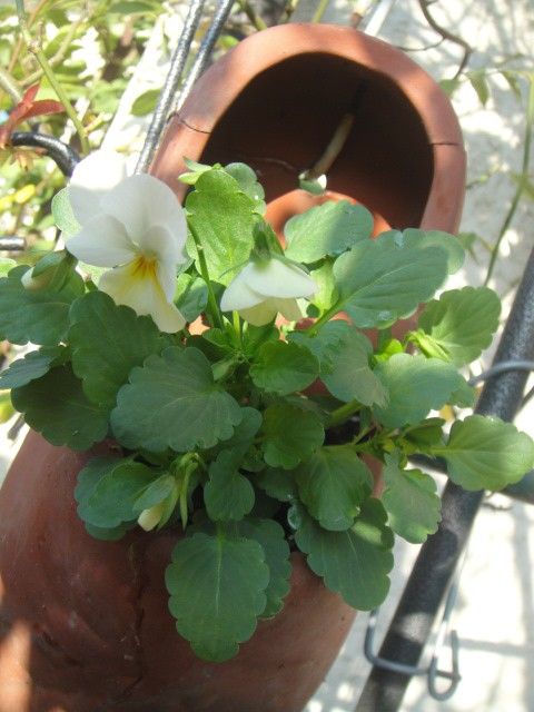 今年もクリーム色のビオラちゃん 定植できました～