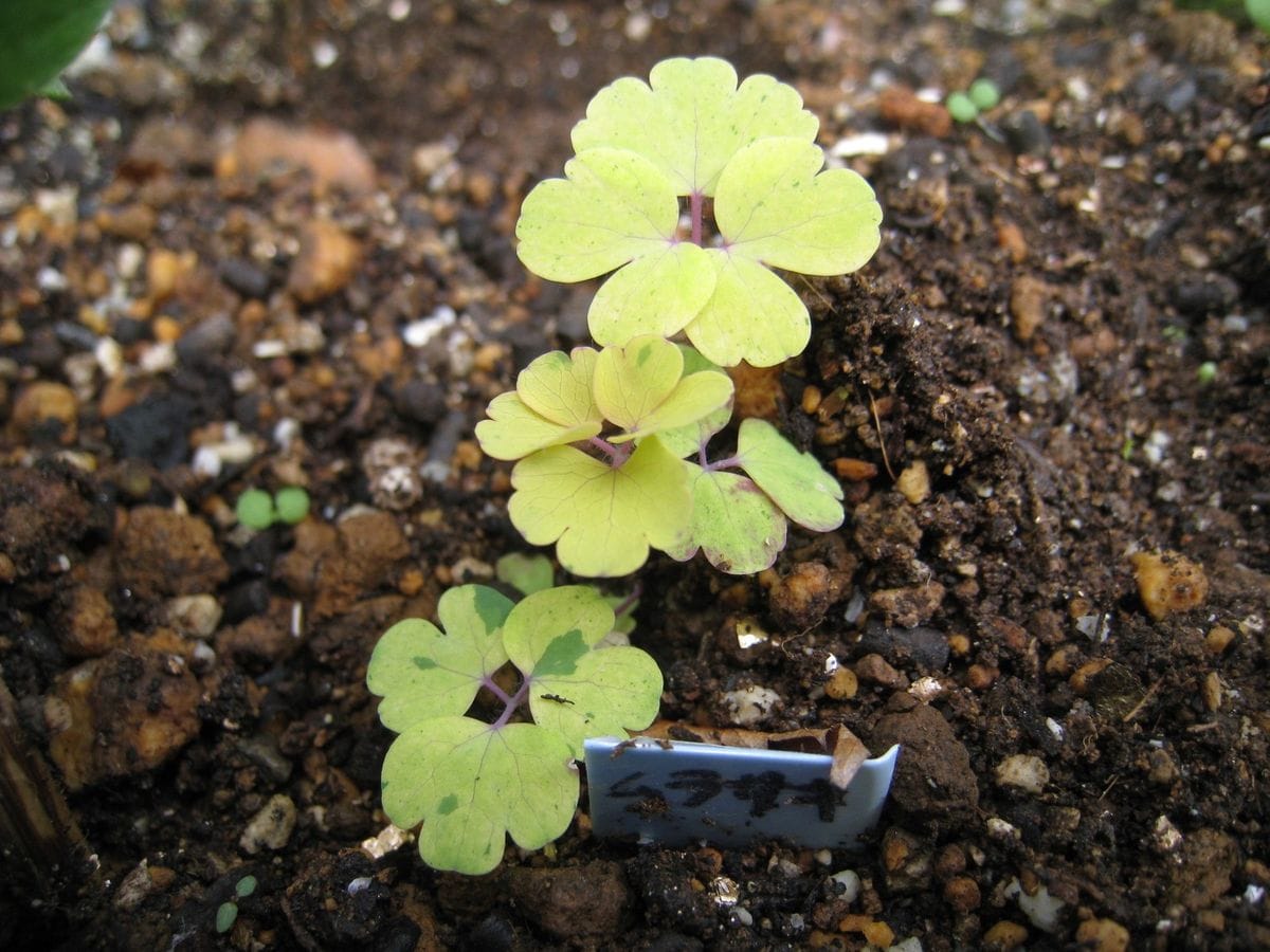 オダマキ・黄金色の葉の花の色は？  2014/10/15  黄金色の本葉