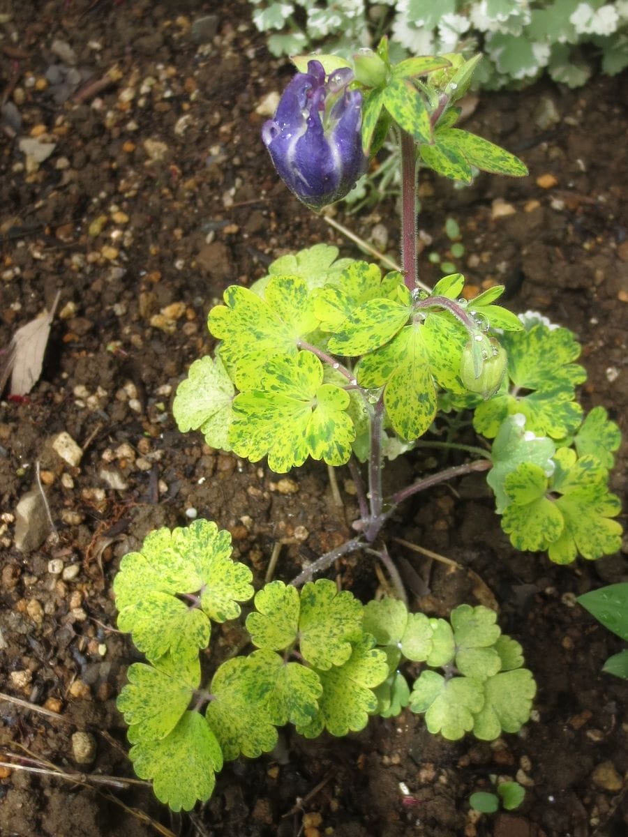 オダマキ・黄金色の葉の花の色は？ 2018/4/25