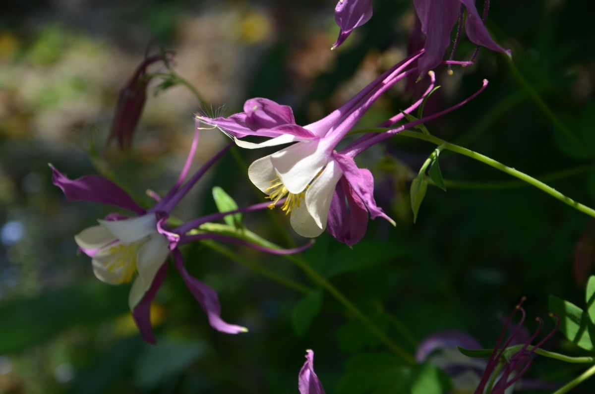 西洋オダマキを種から育てる 赤紫の花