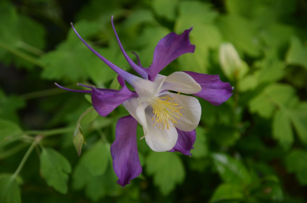 西洋オダマキを種から育てる 紫の花