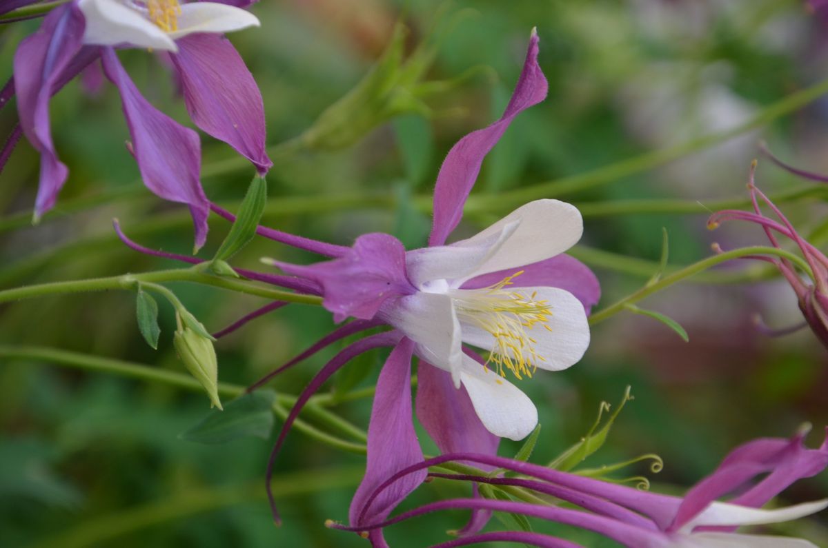 西洋オダマキを種から育てる 薄赤紫の花