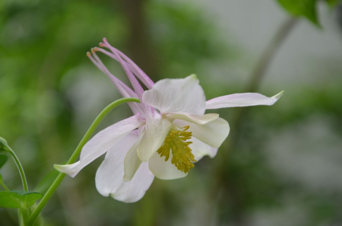 白かなピンクかな 西洋オダマキを種から育てる そだレポ みんなの趣味の園芸