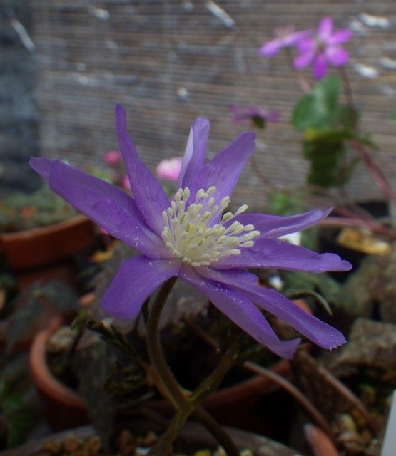 ユキワリイチゲ、ニリンソウ・・春の妖精♪ キクザキイチゲの開花です