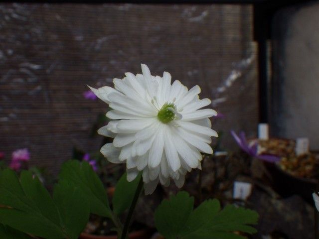 ユキワリイチゲ、ニリンソウ・・春の妖精♪ 八重咲きのキクザキイチゲの開花です