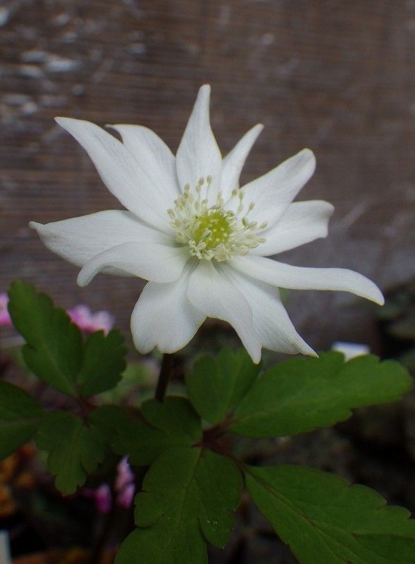 ユキワリイチゲ、ニリンソウ・・春の妖精♪ キクザキイチゲの白花です