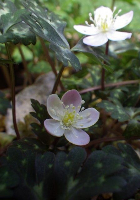 ユキワリイチゲ、ニリンソウ・・春の妖精♪ ニリンソウの開花です