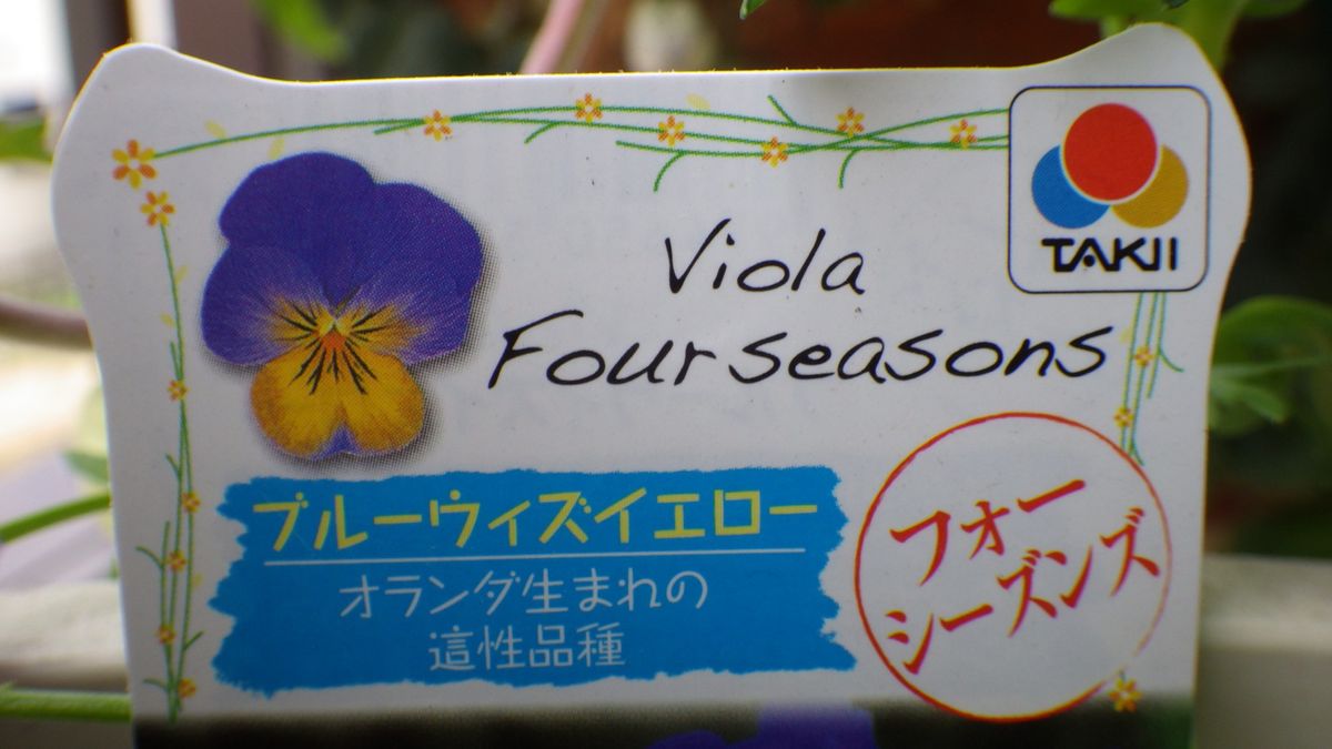 1株で40センチのビオラに育つか？ 最大の功労者は店員さん・・