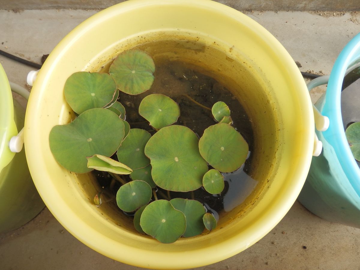 蓮の植え替え作業② 浮き葉がどんどん開いてきたら