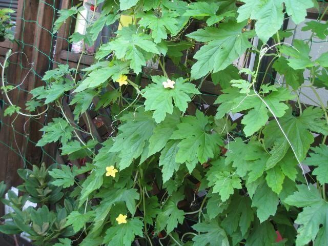 緑ノカーテン純白ゴーヤクリスタル 花がさきました