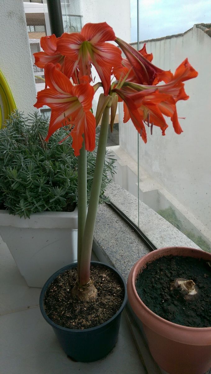 Amaryllis 2016年9月17日。