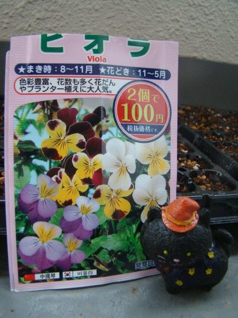 １００均の種～「ビオラ」を育てる！