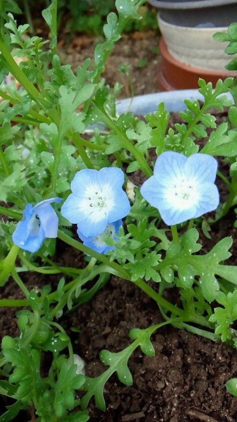 ネモフィラ 開花