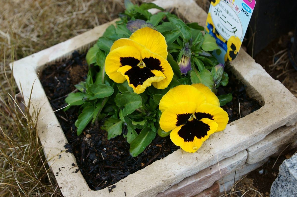 パンジーの巨大輪 ボニータ 開花再開される♪