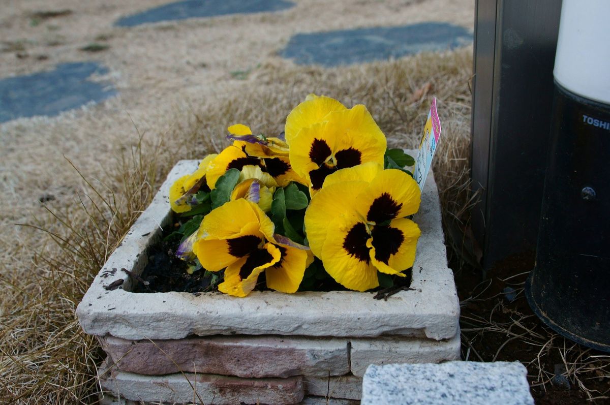 パンジーの巨大輪 ボニータ 時期的になのか花弁はそんなに大きくない