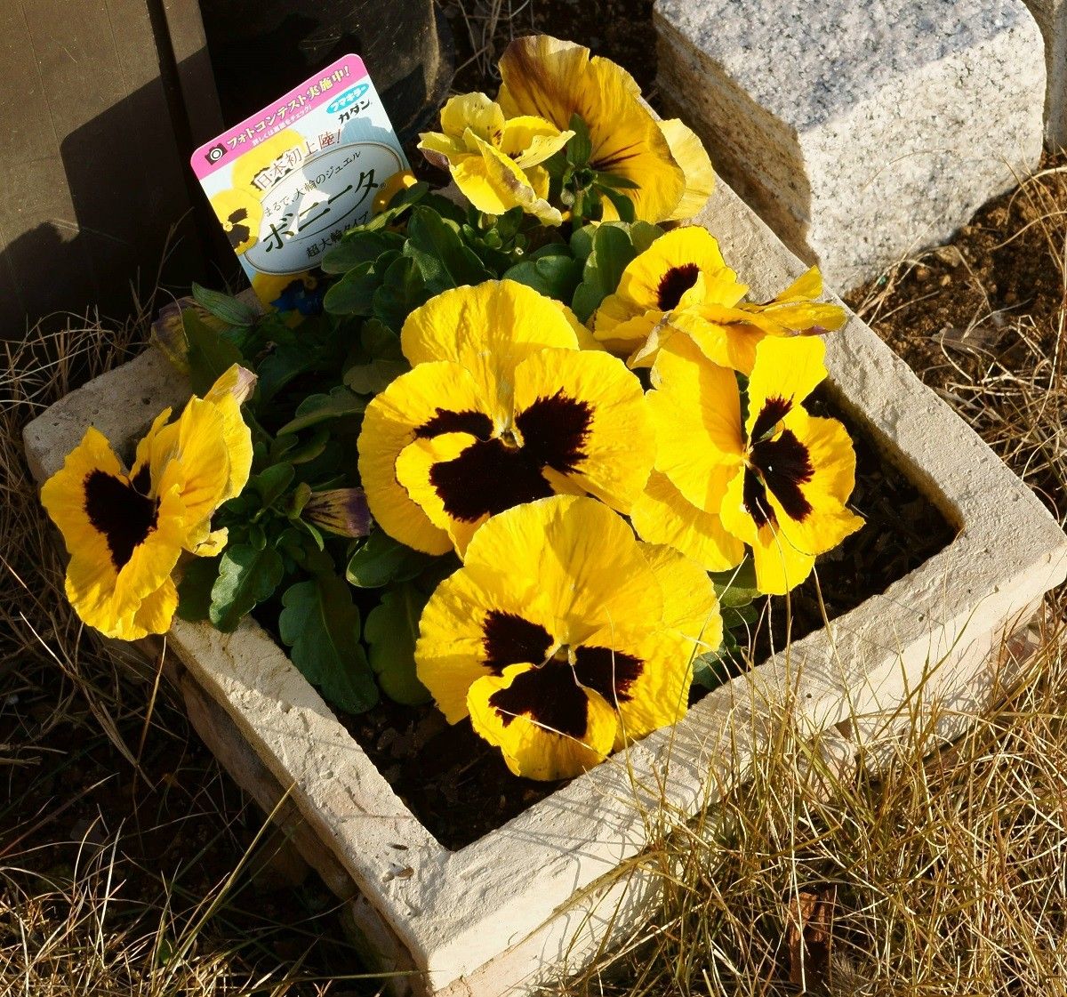 パンジーの巨大輪 ボニータ 花のサイズは変わらないが花で株が覆われた