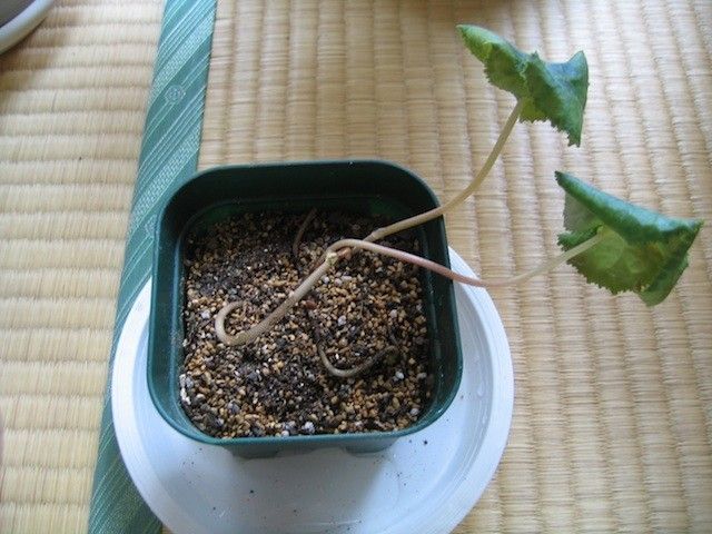 芽が取れた！で、水耕栽培 根がでたので植え付けます