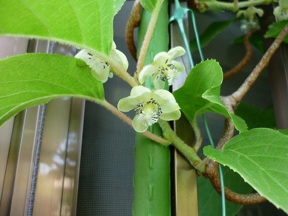 サルナシ サルナシの花です