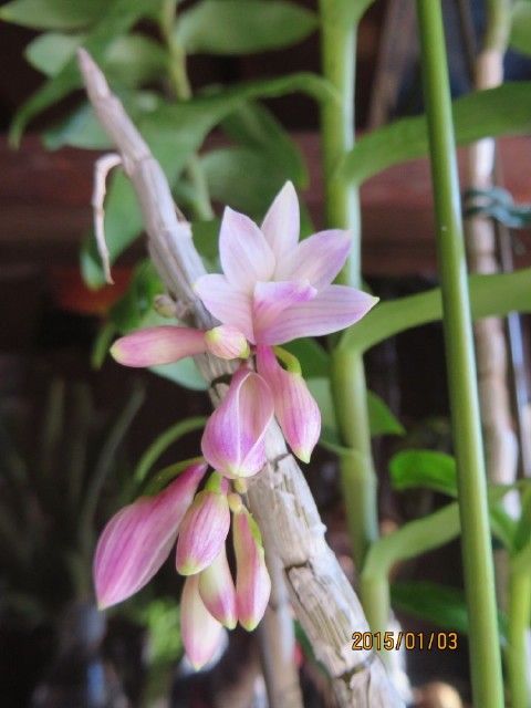 予期せぬ開花 一輪開花