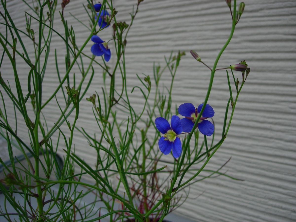 タネから・・早春の青花★ヘリオフィラ① 2月17日　ポット苗、開花始まる！