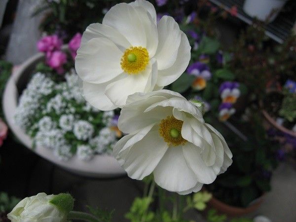 真っ白なウエディングドレスのようなラナンキュラスを咲かせたい 咲きました！
