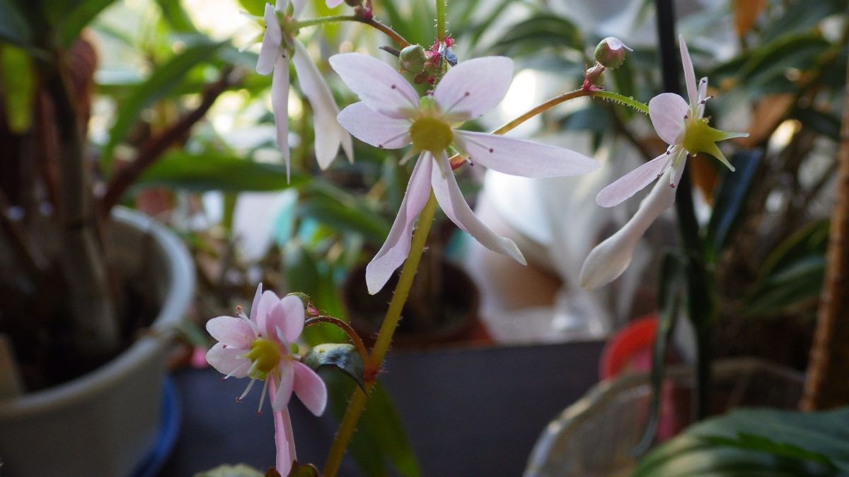 ダイモンジソウを種から育てる ダイモンジソウの花