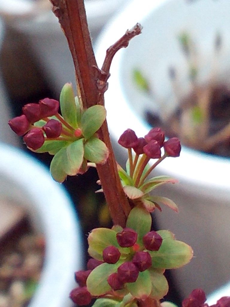 桃色吐息～♪  ﾊァ~(*’◯’＊) 4月4日蕾の花茎が伸びた(*ﾟ▽ﾟ*)