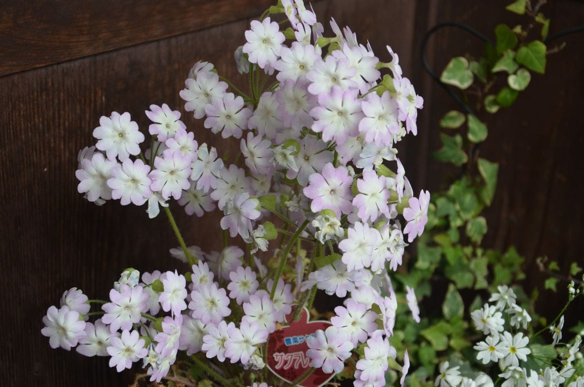 ウンナン桜草　　来年も咲くでしょうか？ 咲いています