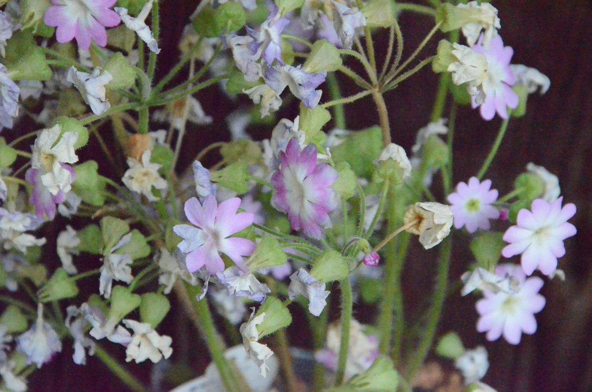 ウンナン桜草　　来年も咲くでしょうか？ 花が終わってきました