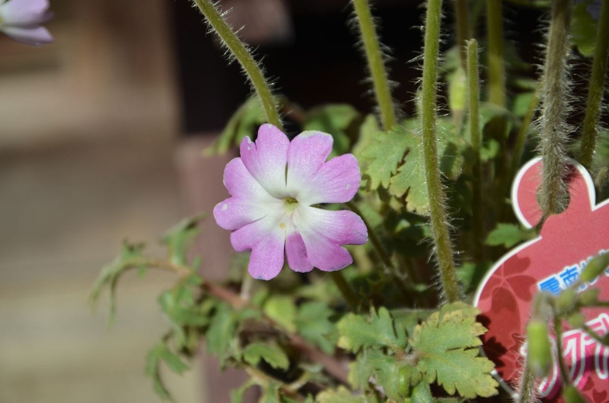 ウンナン桜草　　来年も咲くでしょうか？