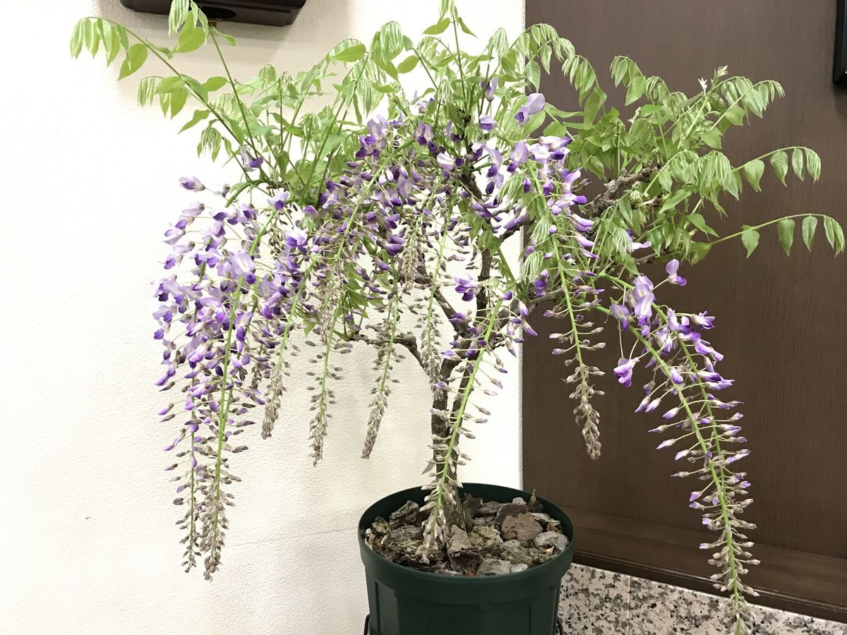 鉢植の藤 ５分咲き