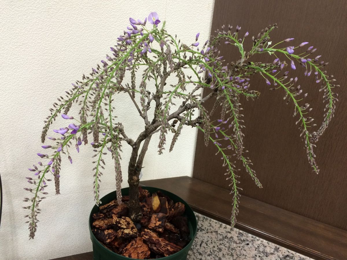 鉢植の藤 一才藤 開花