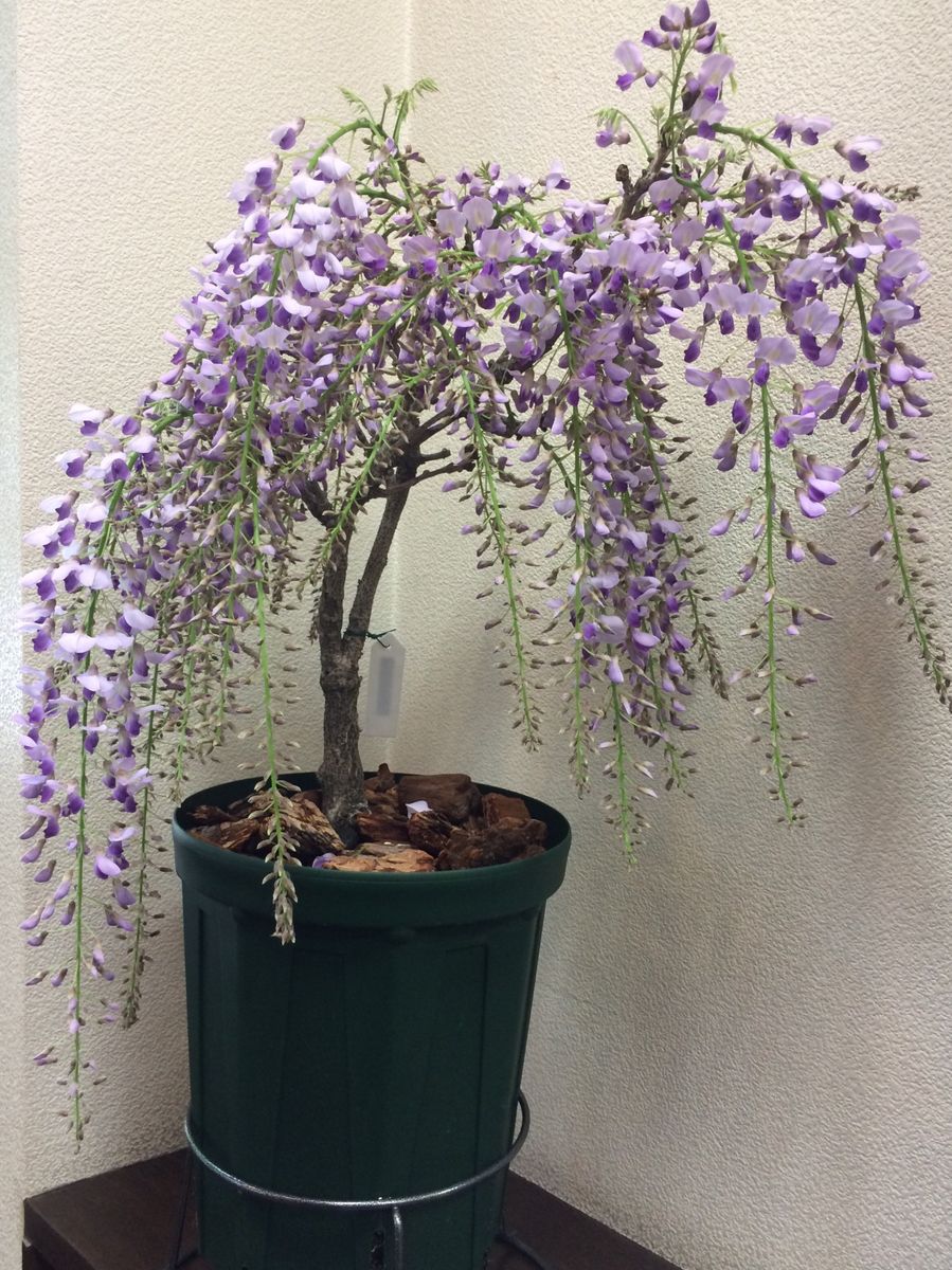 鉢植の藤 見ごろ