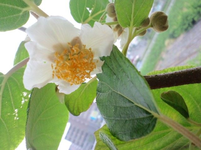 食べるぞキウイ！ 開花。でも…