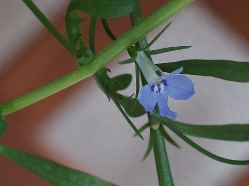 アズーロコンパクトに挑戦中 ひとつだけ花が咲きました