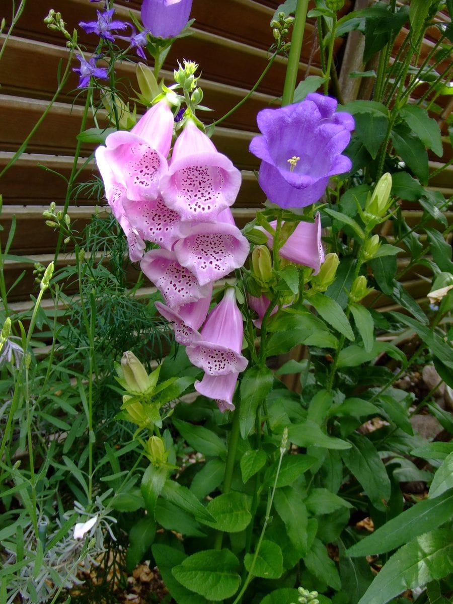 株分けしたジキタリス、無事に育つか(~_~;) 株分けした三苗、すべて開花しました