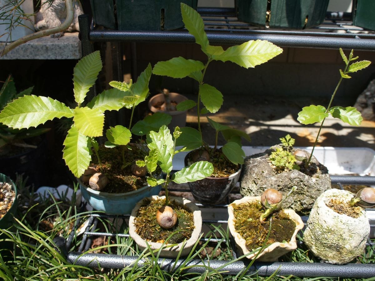 クヌギのミニ盆栽 切戻した処からも芽伸びました。